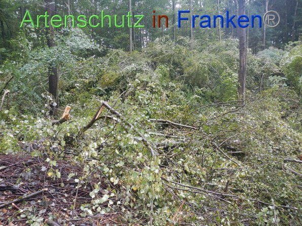 Bild zum Eintrag (86994-160)