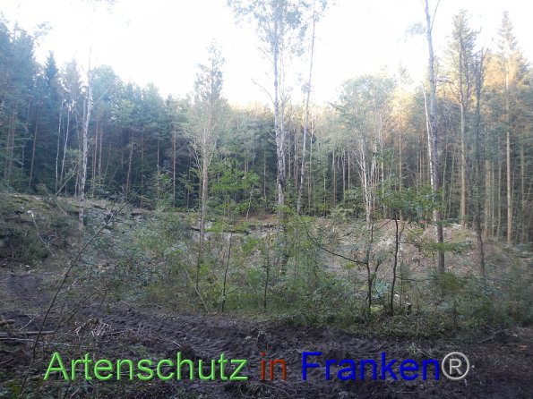 Bild zum Eintrag (87099-160)