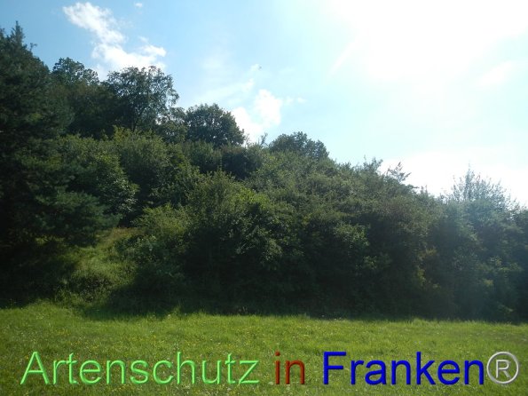 Bild zum Eintrag (87119-160)