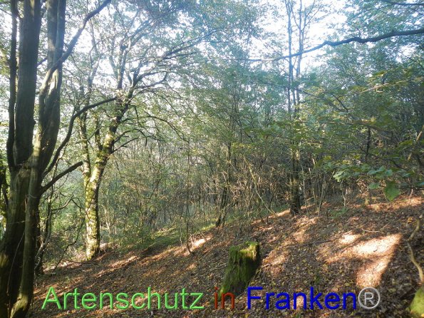 Bild zum Eintrag (87125-160)