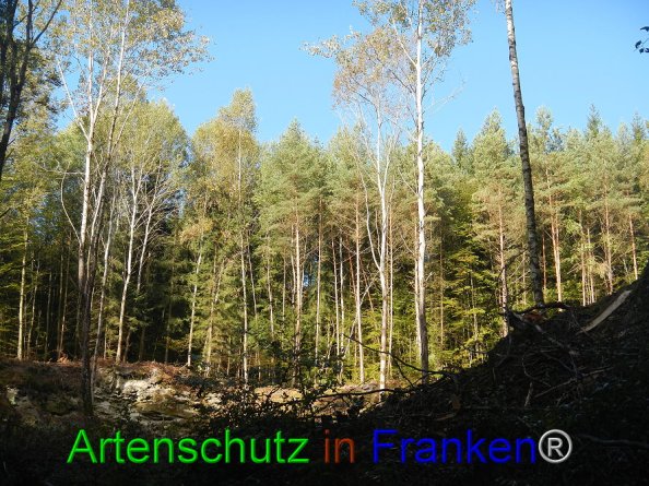 Bild zum Eintrag (87564-160)