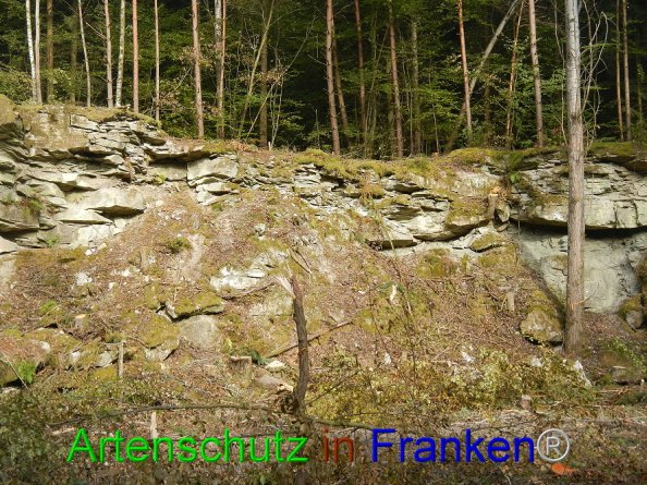 Bild zum Eintrag (87573-160)