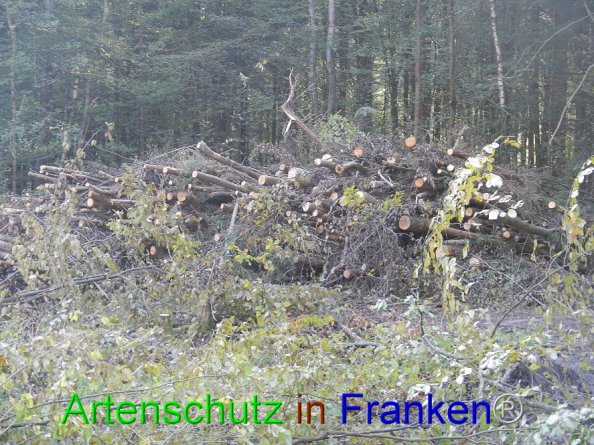 Bild zum Eintrag (87584-160)