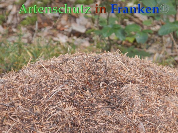 Bild zum Eintrag (87942-160)