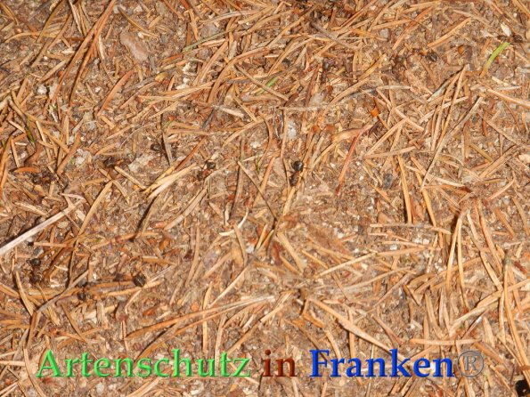 Bild zum Eintrag (87944-160)