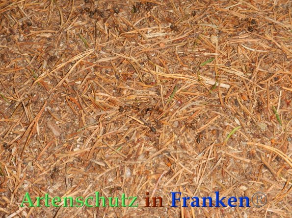 Bild zum Eintrag (87945-160)