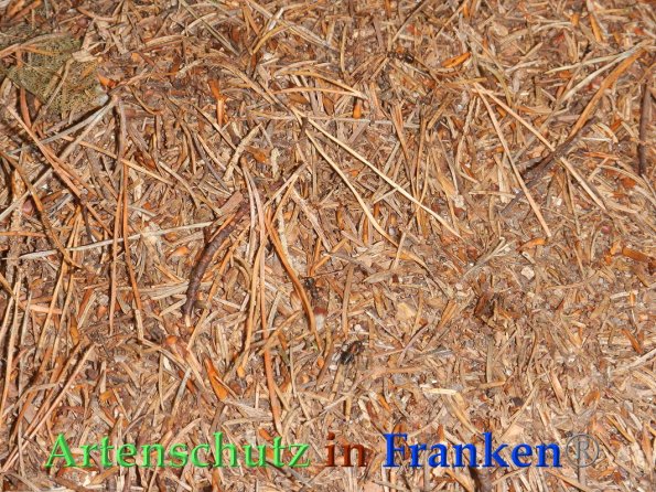 Bild zum Eintrag (87946-160)