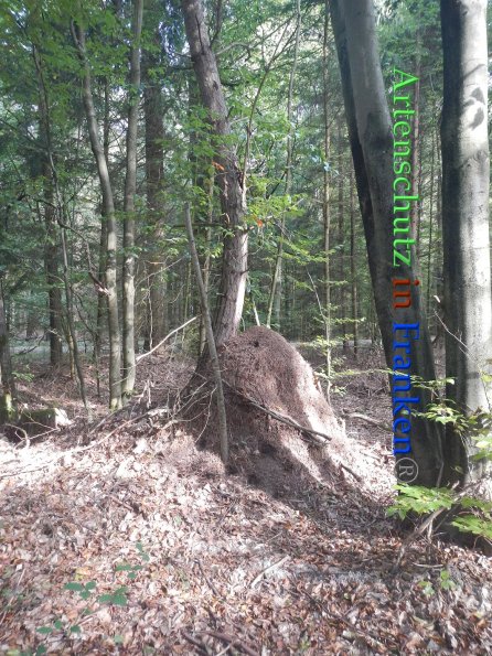 Bild zum Eintrag (87951-160)