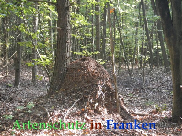 Bild zum Eintrag (87952-160)