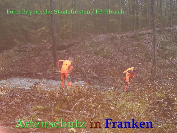 Copyright AiF Bayerische Staatsforsten / FB Ebrach Bild zum Eintrag (88066-160)