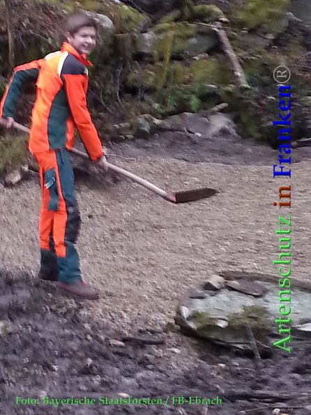 Copyright AiF Bayerische Staatsforsten / FB Ebrach Bild zum Eintrag (88067-160)