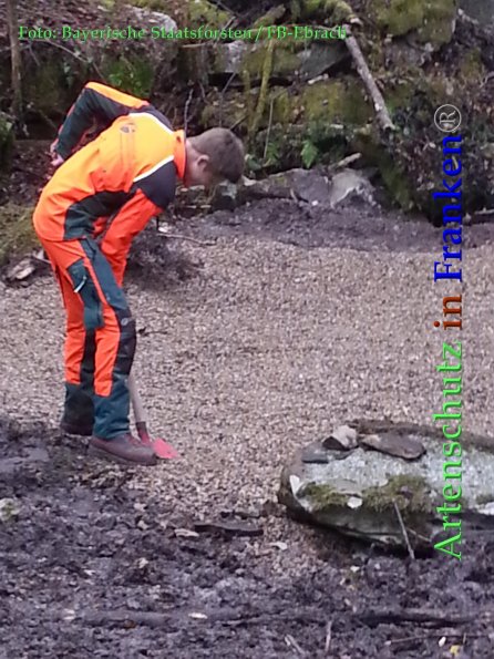 Copyright AiF Bayerische Staatsforsten / FB Ebrach Bild zum Eintrag (88068-160)