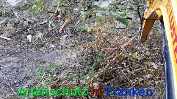 Copyright AiF Bayerische Staatsforsten / FB Ebrach Bild zum Eintrag (88102-160)
