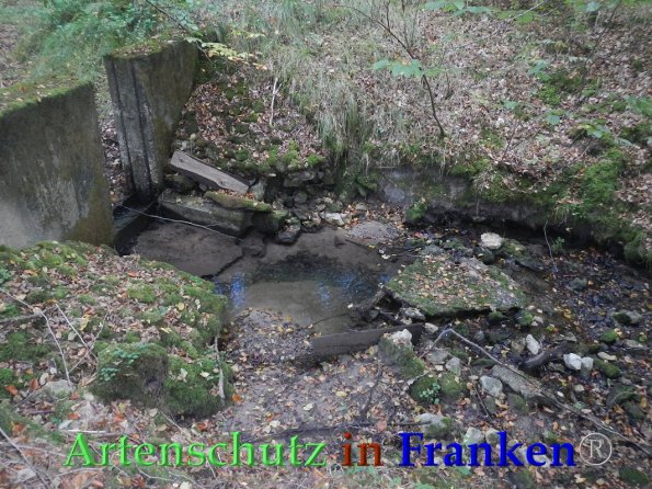 Bild zum Eintrag (88236-160)