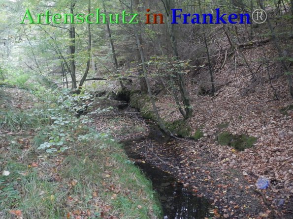 Bild zum Eintrag (88239-160)