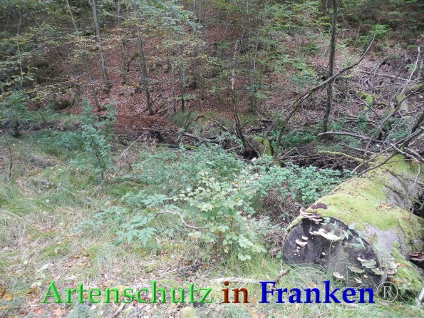 Bild zum Eintrag (88240-160)