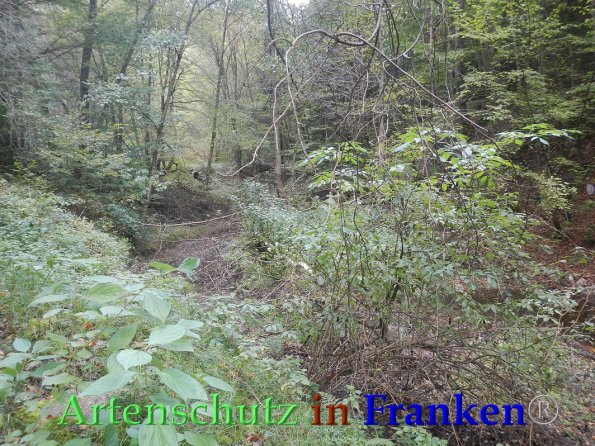 Bild zum Eintrag (88241-160)