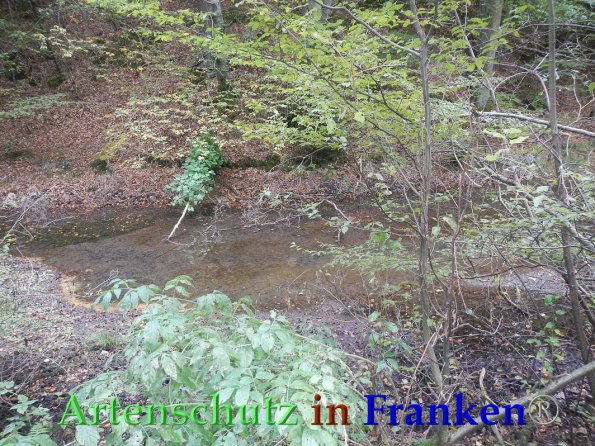 Bild zum Eintrag (88243-160)