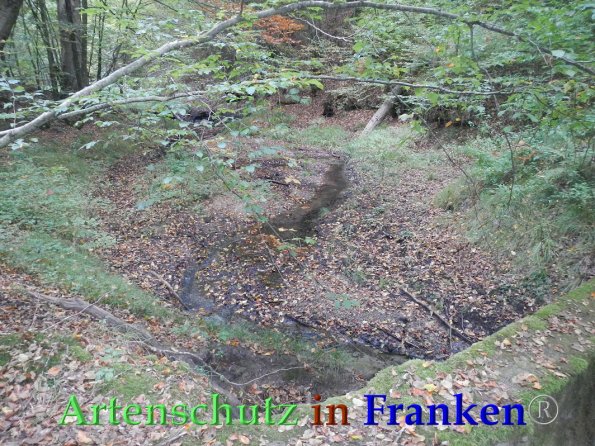 Bild zum Eintrag (88244-160)