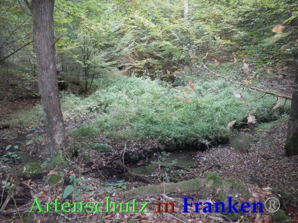 Bild zum Eintrag (88245-160)