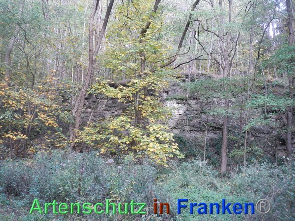 Bild zum Eintrag (88336-160)