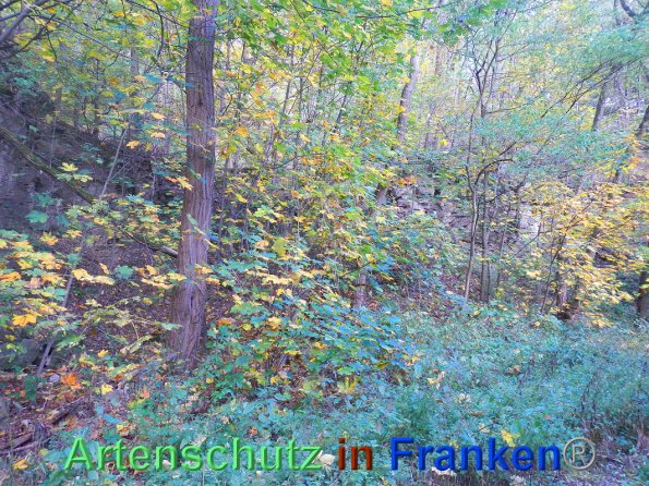 Bild zum Eintrag (88338-160)