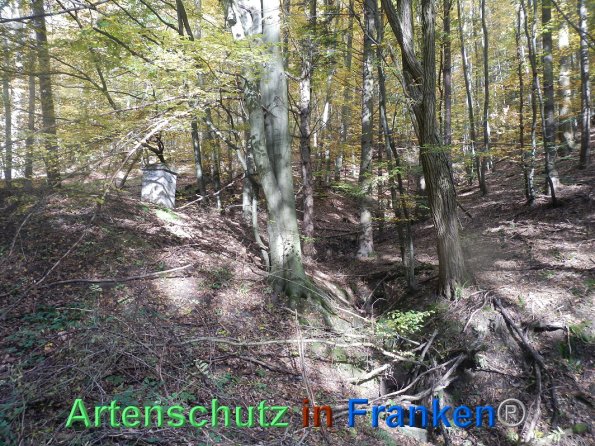 Bild zum Eintrag (88342-160)