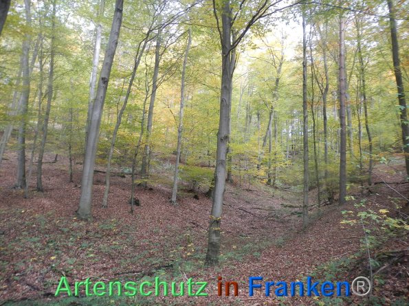 Bild zum Eintrag (88345-160)