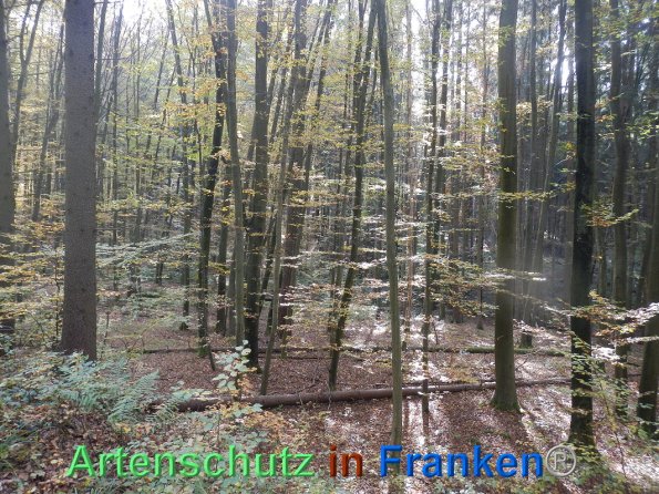 Bild zum Eintrag (88346-160)