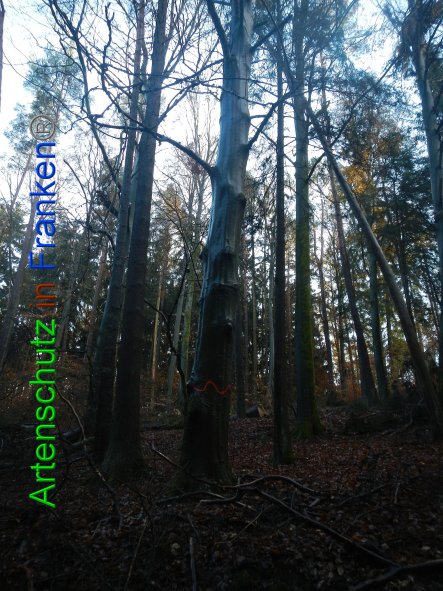 Bild zum Eintrag (88795-160)