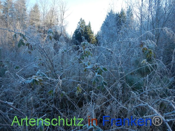 Bild zum Eintrag (89019-160)