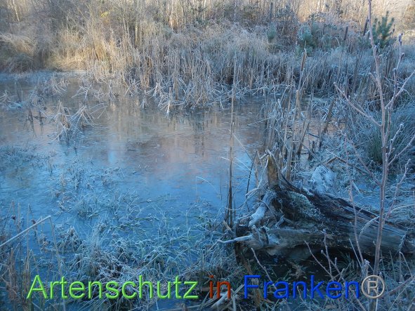 Bild zum Eintrag (89024-160)