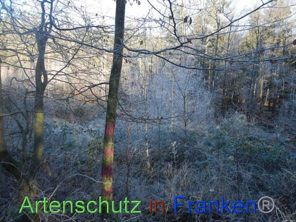 Bild zum Eintrag (89027-160)