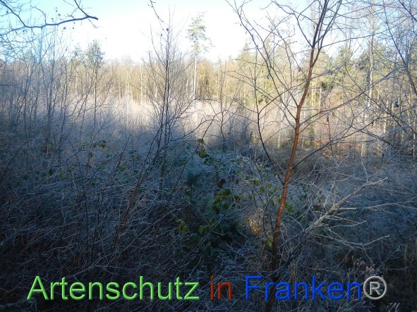 Bild zum Eintrag (89032-160)