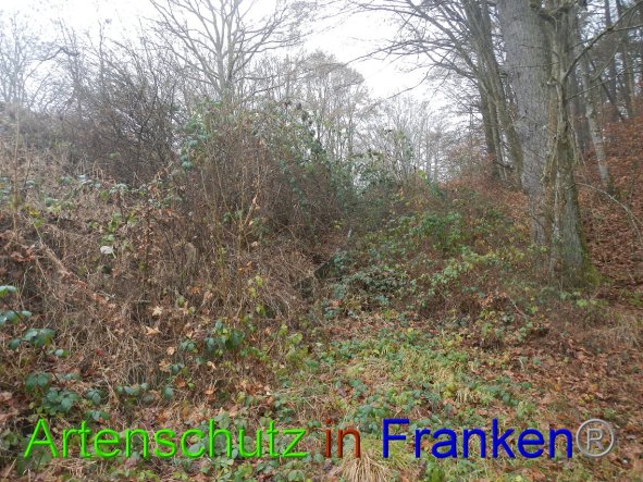Bild zum Eintrag (89195-160)