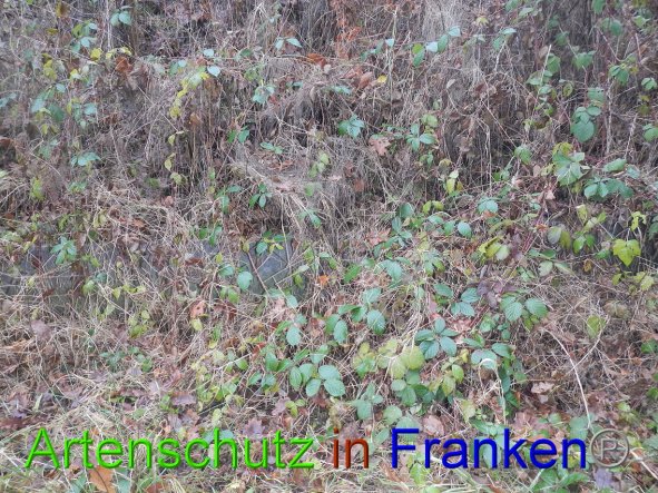 Bild zum Eintrag (89198-160)