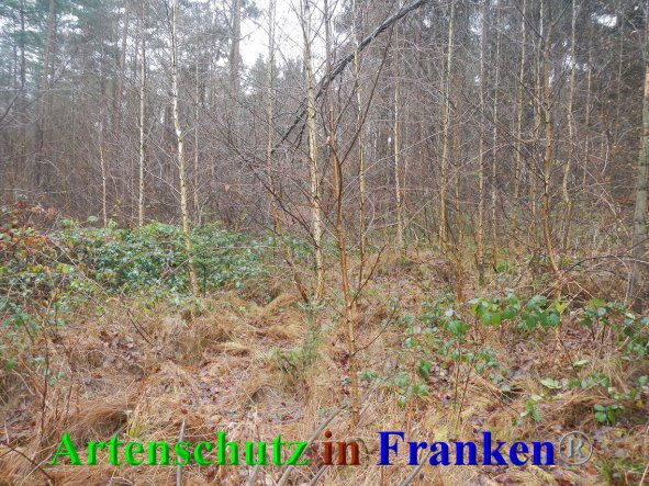 Bild zum Eintrag (89261-160)