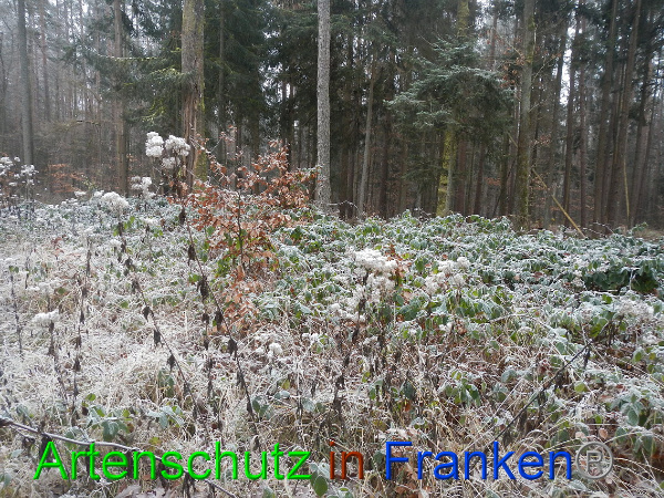 Bild zum Eintrag (89443-160)