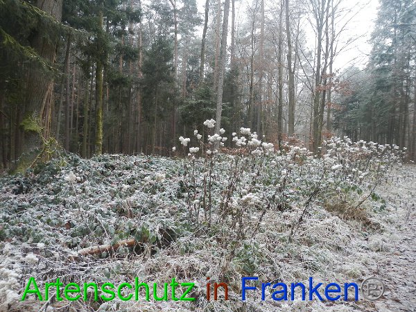 Bild zum Eintrag (89444-160)