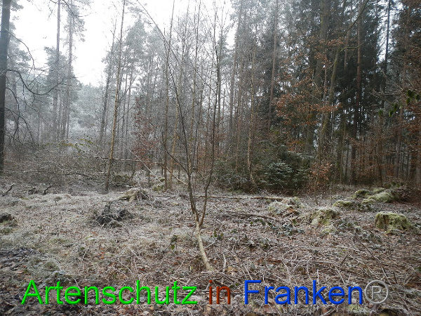 Bild zum Eintrag (89451-160)
