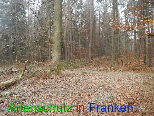 Bild zum Eintrag (89453-160)