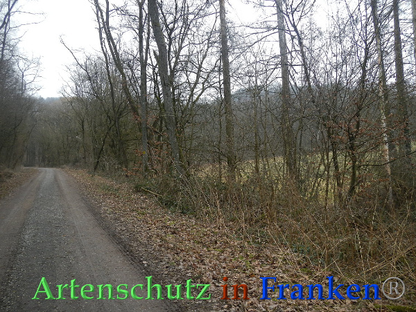 Bild zum Eintrag (89933-160)