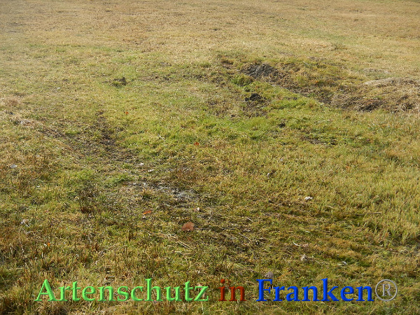 Bild zum Eintrag (90005-160)