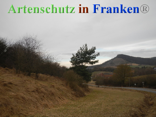 Bild zum Eintrag (90147-160)