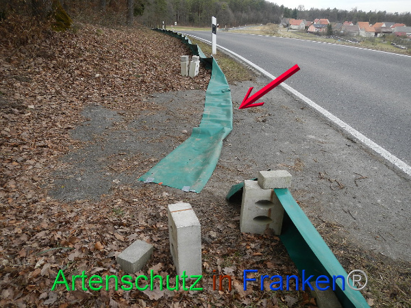 © Artenschutz in Franken® Bild zum Eintrag (90206-160)