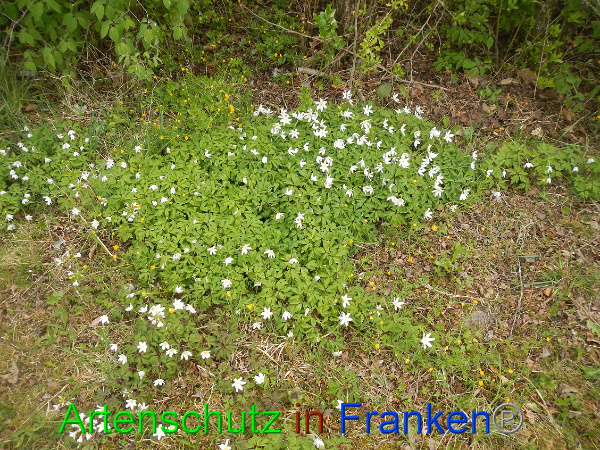 Bild zum Eintrag (90889-160)