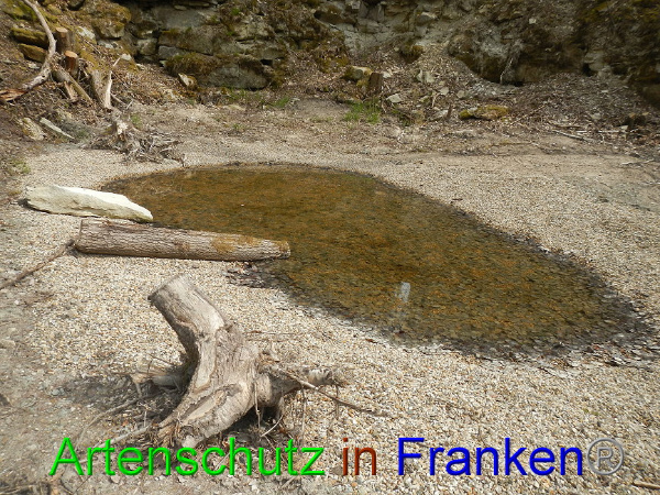 © Artenschutz in Franken® Bild zum Eintrag (91030-160)