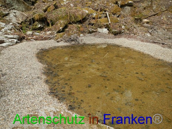 © Artenschutz in Franken® Bild zum Eintrag (91031-160)
