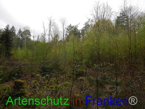 Bild zum Eintrag (91041-160)