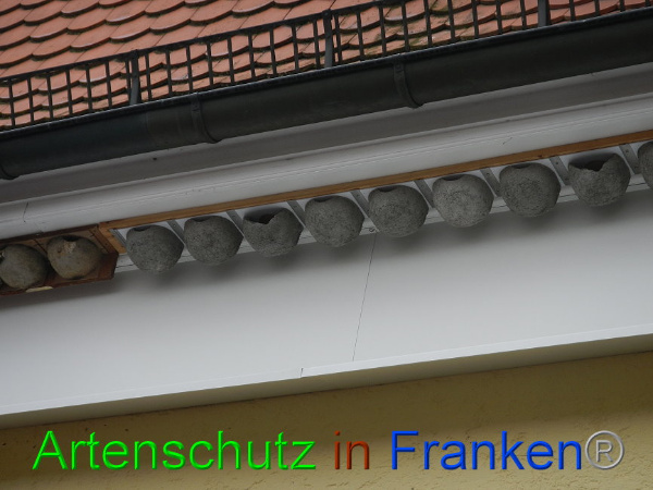 © Artenschutz in Franken® Bild zum Eintrag (91173-160)